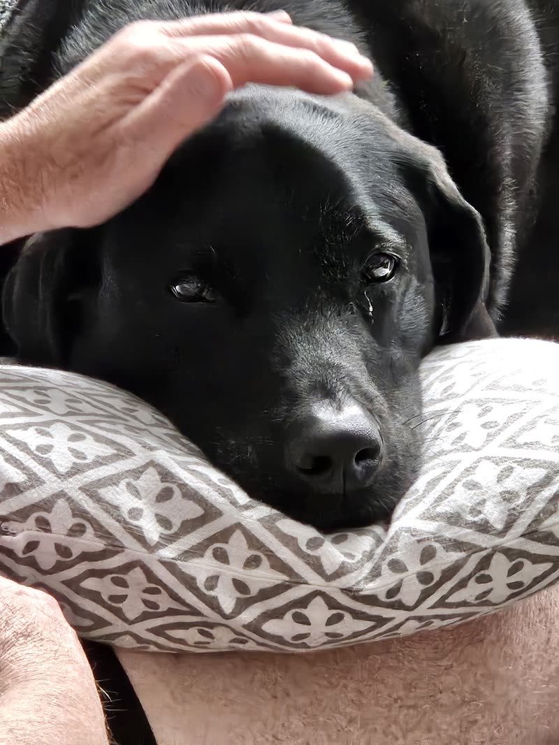 A black labrador resting its head on a cushion while a hand strokes it