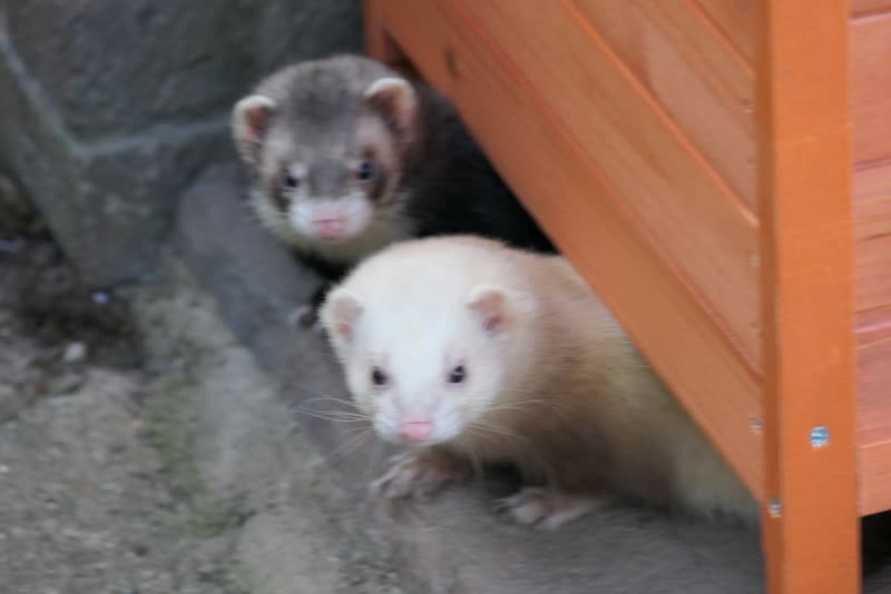 Two ferrets, one sable and one albino, peering out from under a wooden hutch