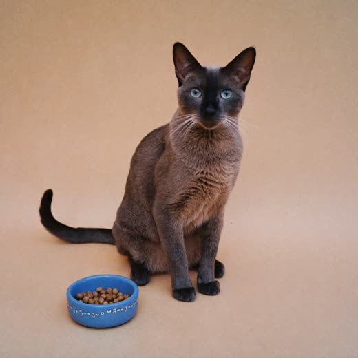 A cat beside a plain feeding bowl