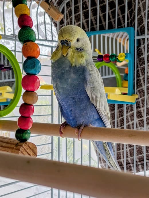 A blue and yellow budgie perched in its cage beside a wooden toy and mirror